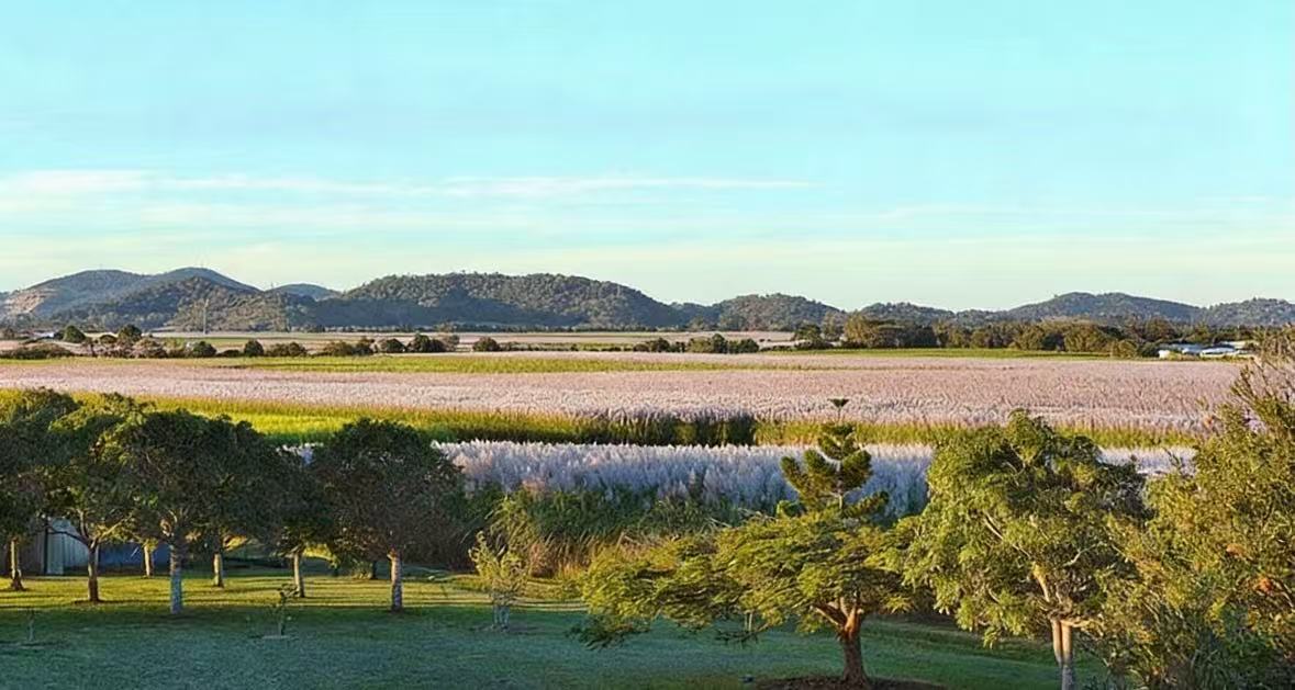 Australian Sugarcane